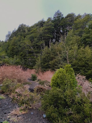 A lush Australian forest with diverse trees and undergrowth, showcasing the beauty of nature.