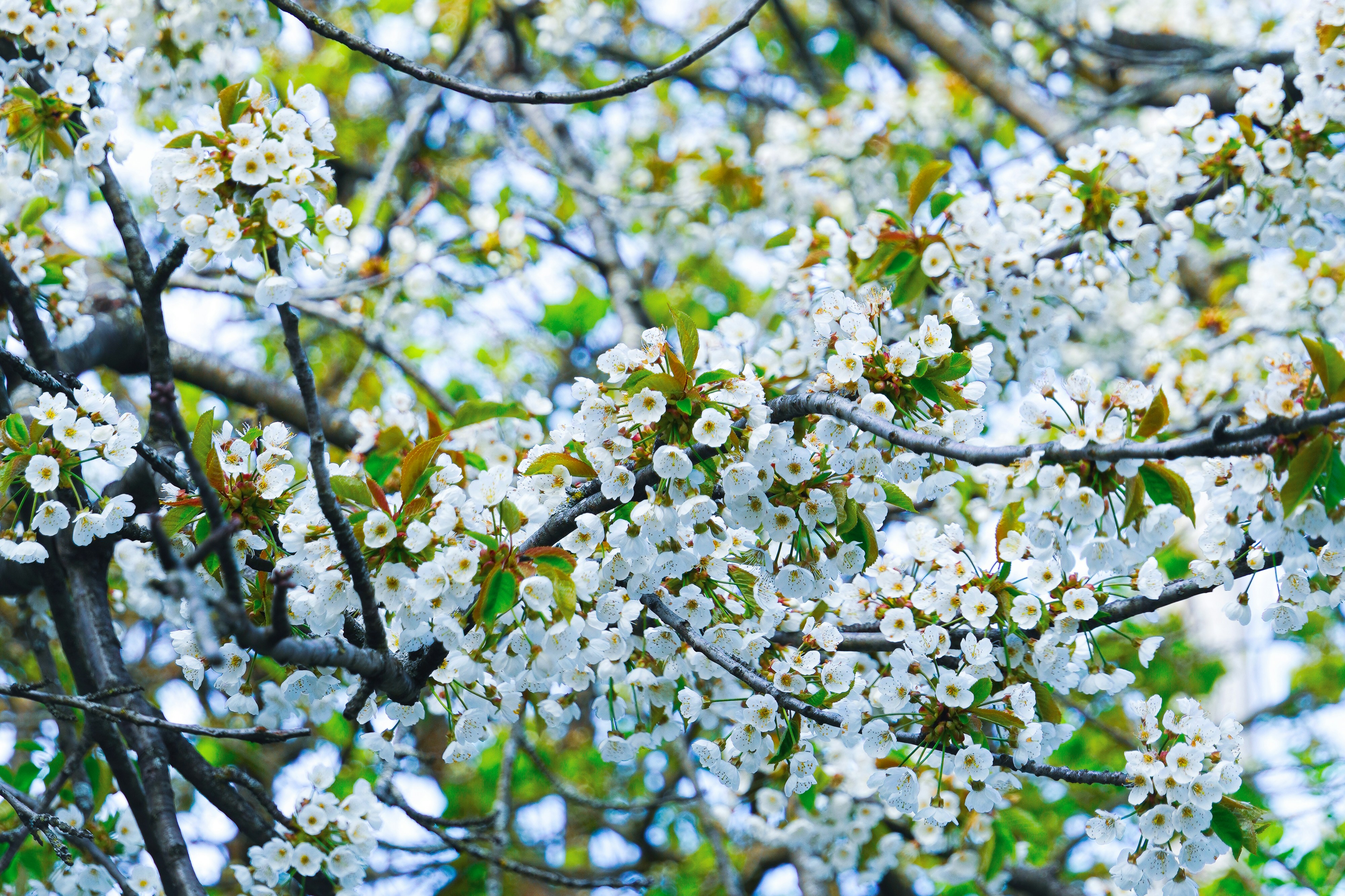 Photo by whereiskylenow