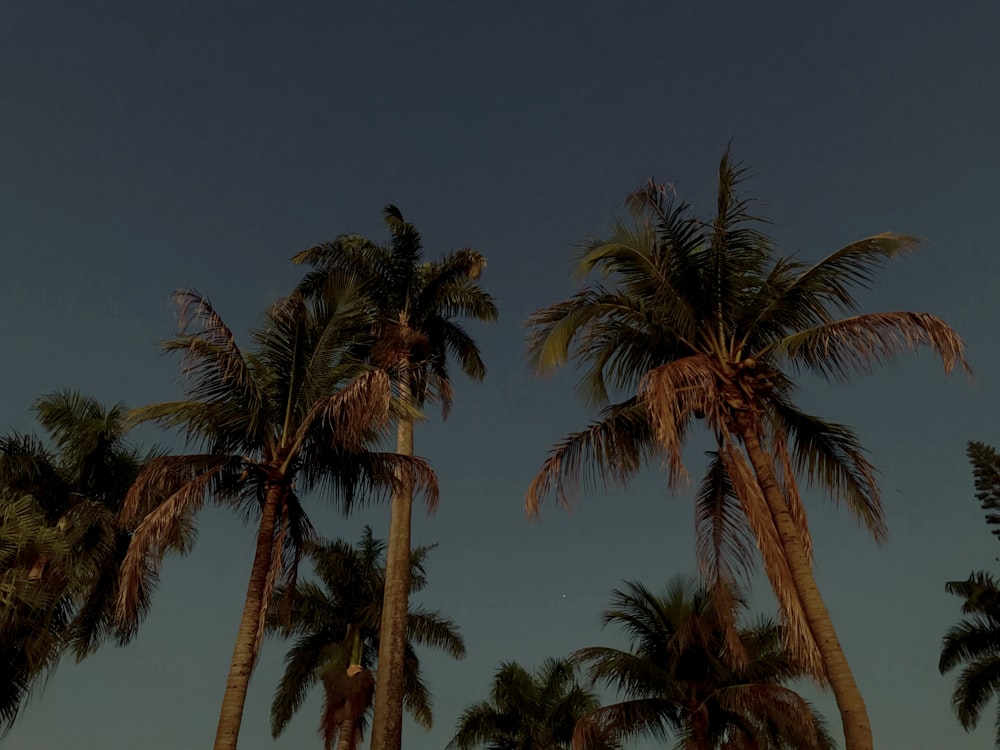 a group of palm trees against a blue sky