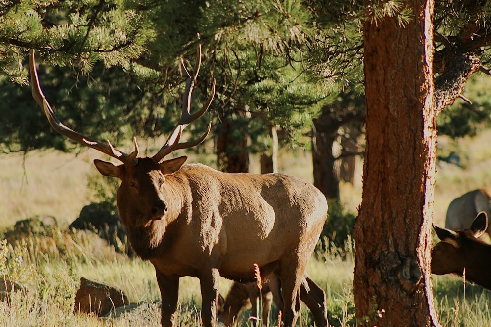 a couple of elk standing next to each other in a forest