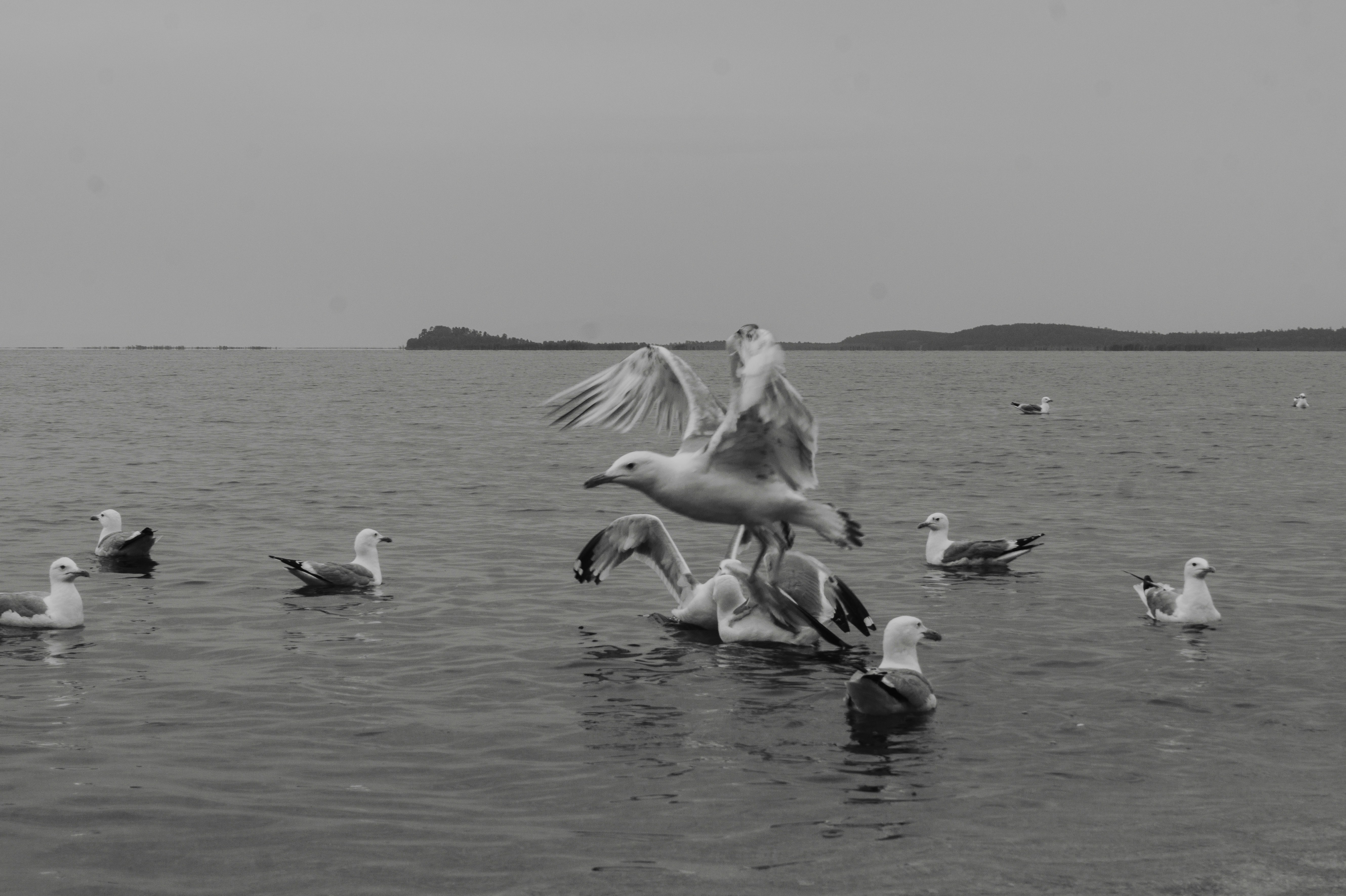 Photo by kirafed