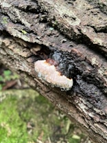 A close-up view of a tree log with a distinctive fungal growth. The fungus is partially covered in clear droplets of moisture, adding to its visual interest. The surrounding bark appears weathered and textured, with various shades of brown and hints of green moss.
