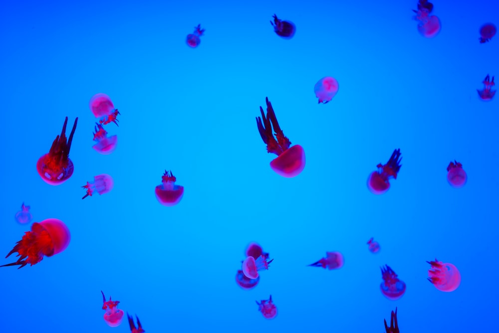 a group of jelly fish floating in the water