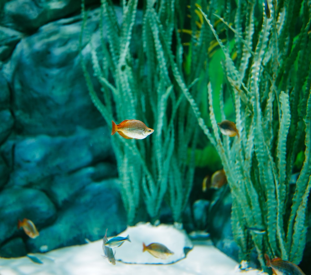 a group of fish swimming in an aquarium