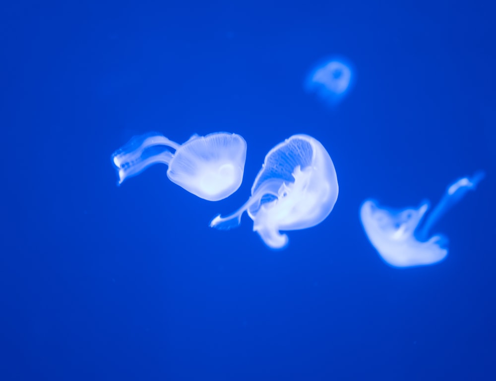 a group of jellyfish swimming in the water