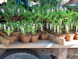 Transparent seedling bags displayed on a wooden table with small plants inside.