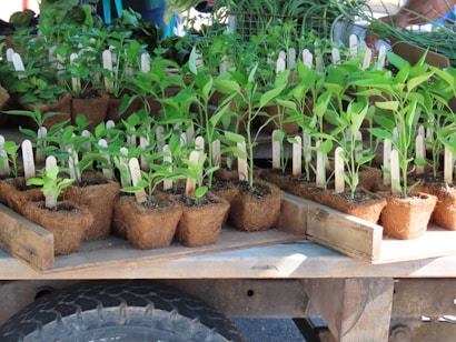 Several young plant seedlings in small biodegradable pots with soil are arranged on a wooden surface. Each pot contains a wooden label stick, and the plants demonstrate healthy green leaves. The background includes more greenery and garden elements, suggesting an outdoor or nursery setting.