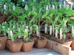 a bunch of plants that are in some pots
