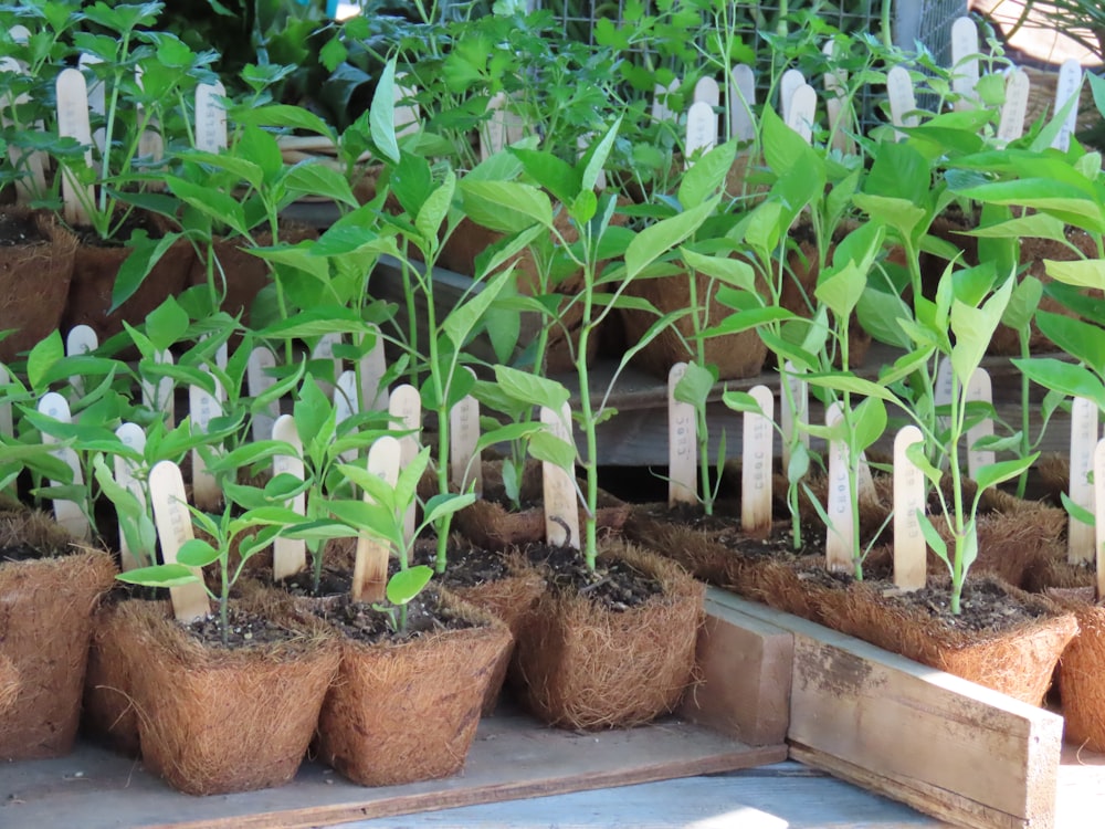 a bunch of plants that are in some pots