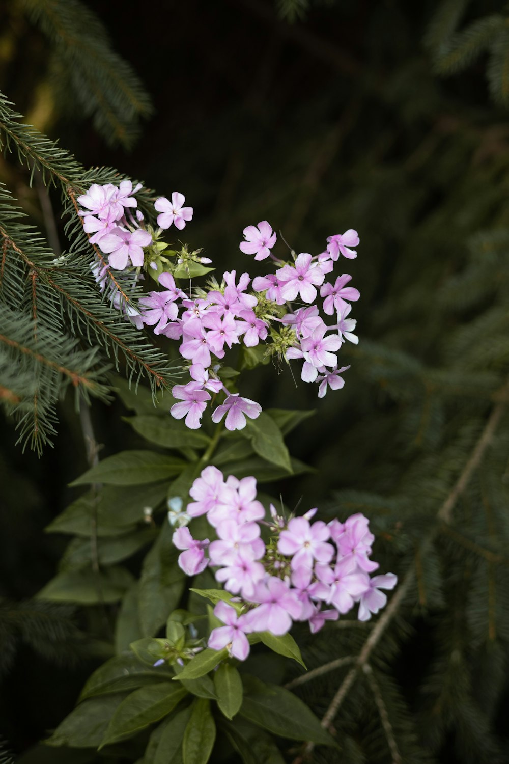 a close up of a bunch of flowers on a tree