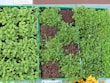 An assortment of microgreens, arranged neatly in trays, showcasing their vibrant green and reddish hues with a mix of dense and sparse foliage. A small sign above them indicates cultivation instructions.