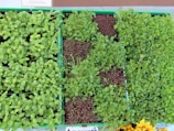An assortment of microgreens, arranged neatly in trays, showcasing their vibrant green and reddish hues with a mix of dense and sparse foliage. A small sign above them indicates cultivation instructions.