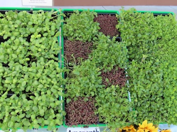 A delivery box filled with assorted microgreens ready for doorstep drop-off.