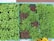 An assortment of microgreens, arranged neatly in trays, showcasing their vibrant green and reddish hues with a mix of dense and sparse foliage. A small sign above them indicates cultivation instructions.