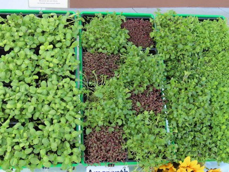 An assortment of microgreens, arranged neatly in trays, showcasing their vibrant green and reddish hues with a mix of dense and sparse foliage. A small sign above them indicates cultivation instructions.