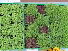 An assortment of microgreens, arranged neatly in trays, showcasing their vibrant green and reddish hues with a mix of dense and sparse foliage. A small sign above them indicates cultivation instructions.