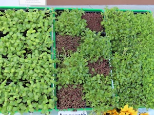 An assortment of microgreens, arranged neatly in trays, showcasing their vibrant green and reddish hues with a mix of dense and sparse foliage. A small sign above them indicates cultivation instructions.