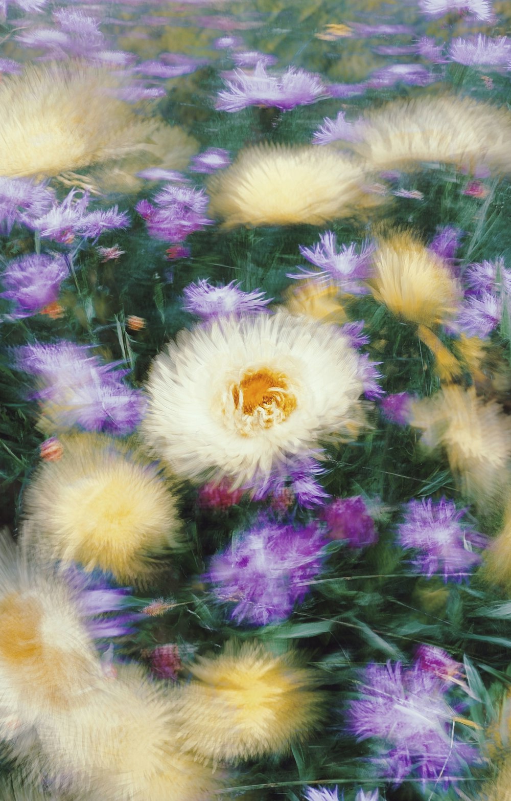 a field full of purple and yellow flowers