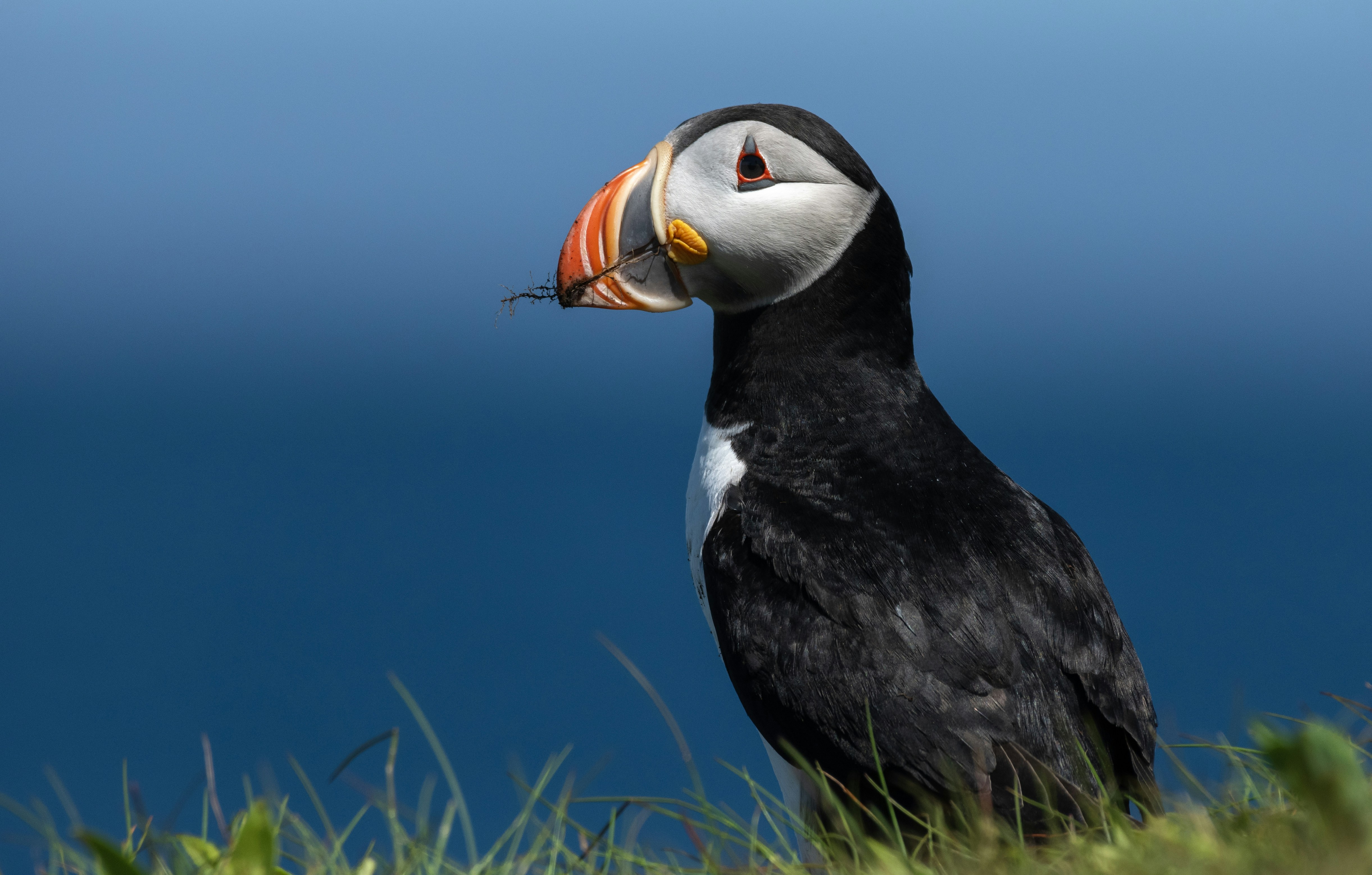 a black and white bird with an orange beak