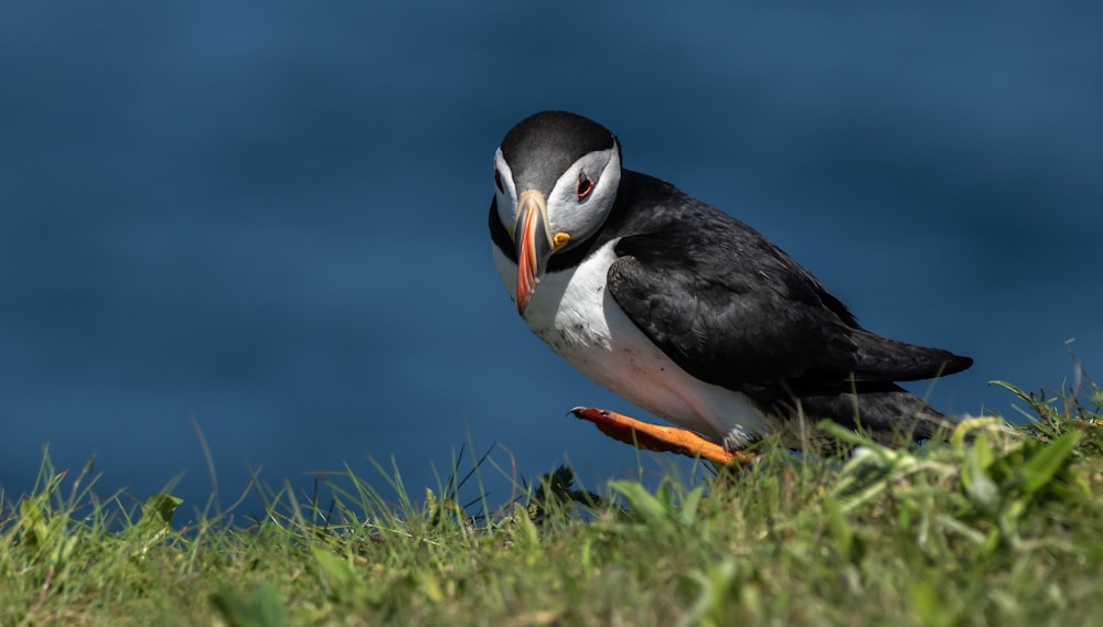 a black and white bird standing on top of a lush green field