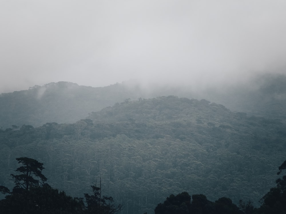 Una montagna nebbiosa con alberi sul lato