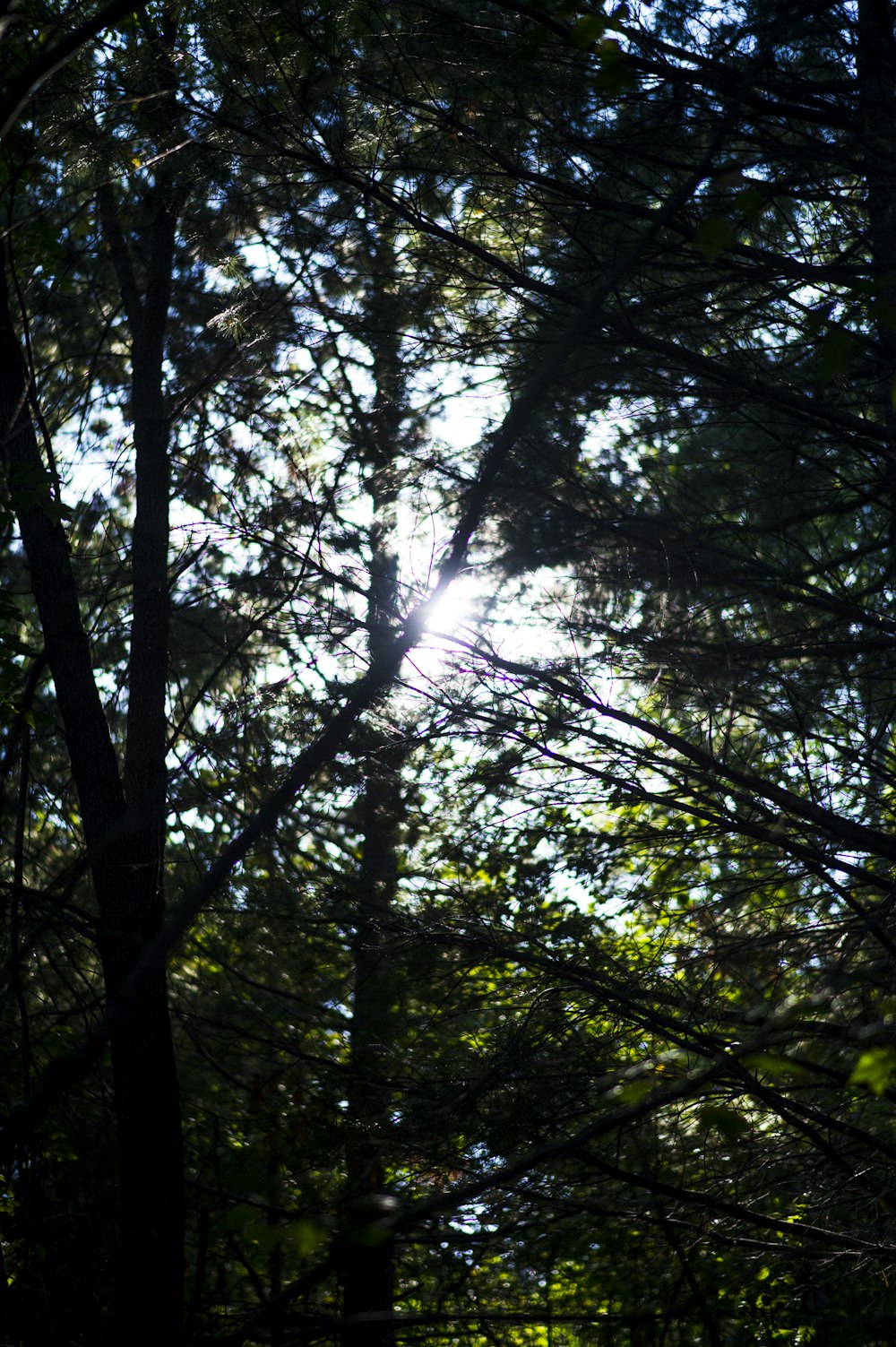 森の木々の間から太陽が輝く