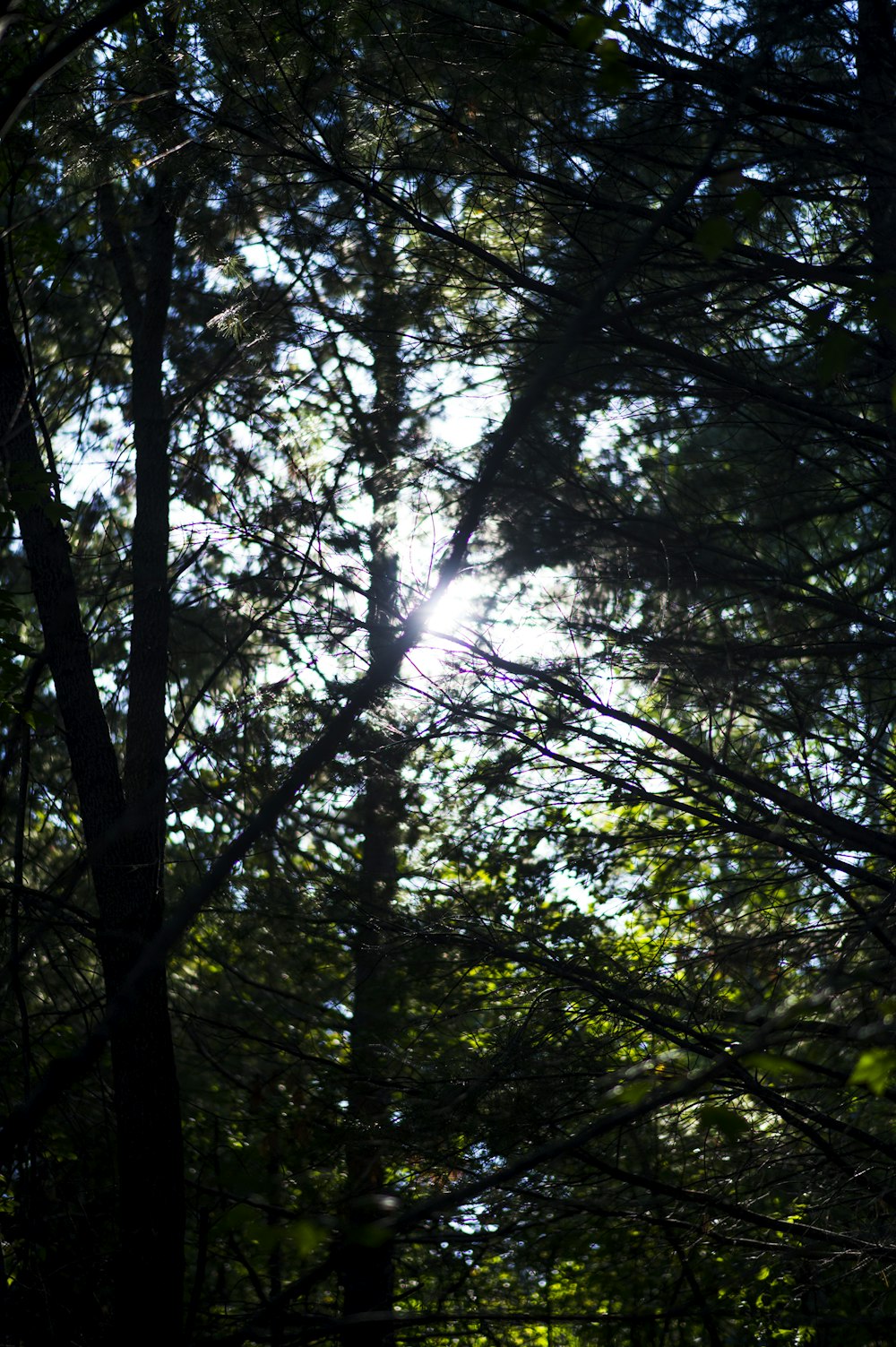 Il sole splende tra gli alberi della foresta