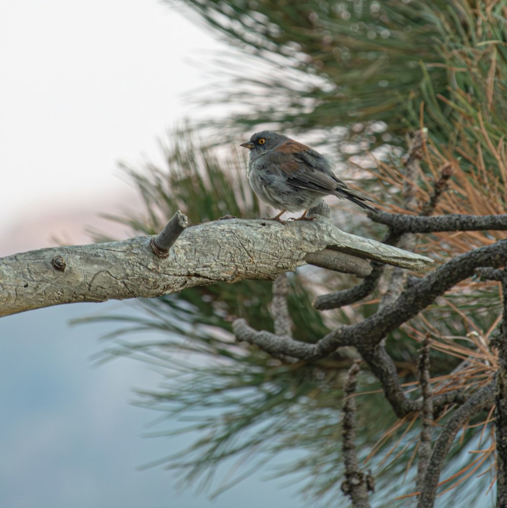 a bird perched on a branch of a pine tree