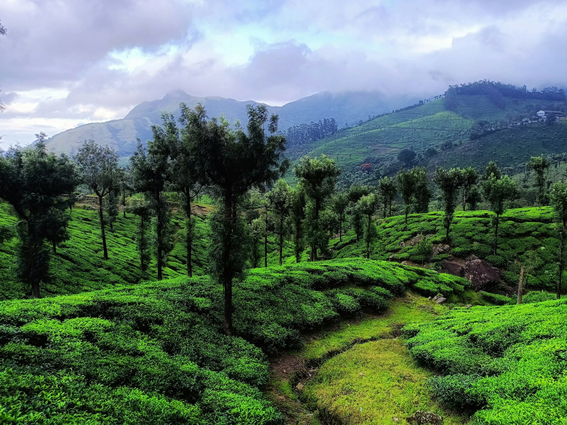 a lush green hillside covered in lots of trees