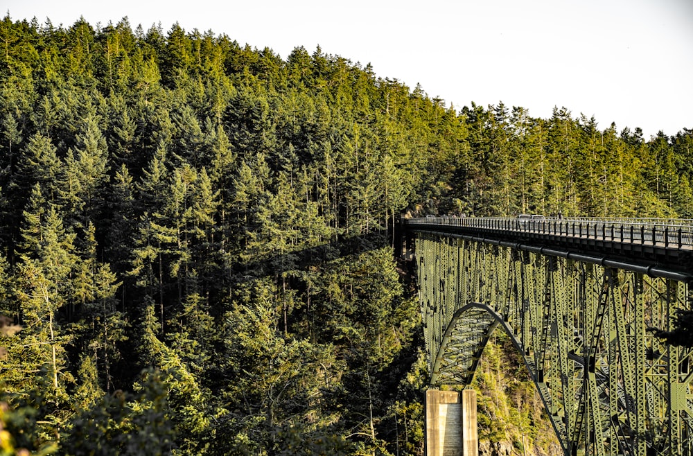 a bridge in the middle of a forest