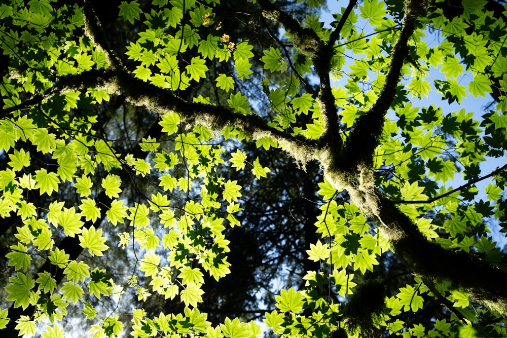 looking up at the leaves of a tree