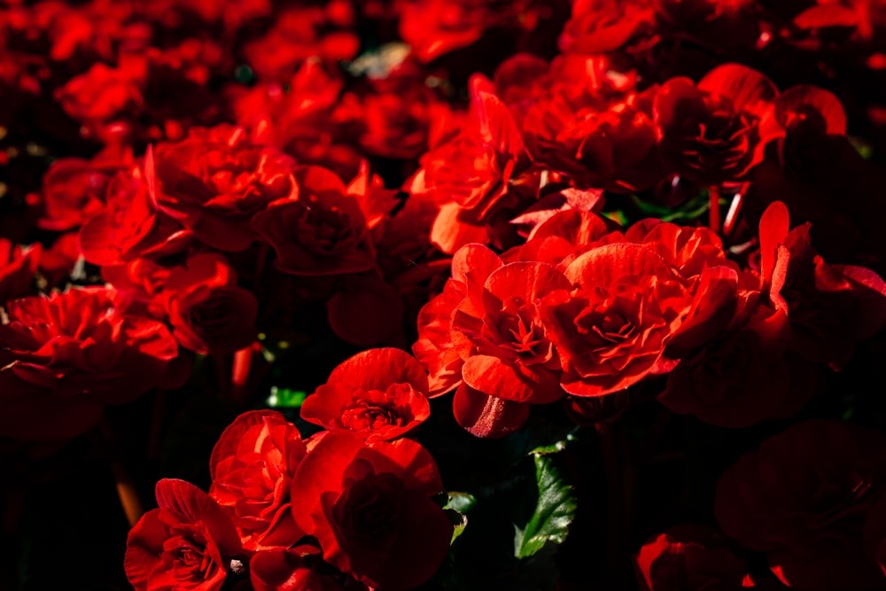 Un bouquet de fleurs rouges dans un champ