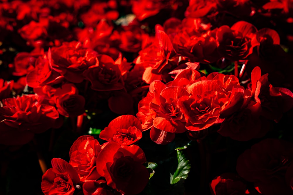 a bunch of red flowers in a field