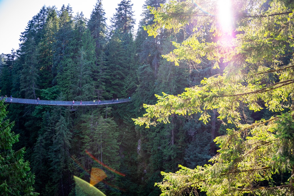 a suspension bridge in the middle of a forest