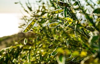 Close-up of bioenergy pods softly illuminated with neon green light, set against a minimalistic high-tech background.