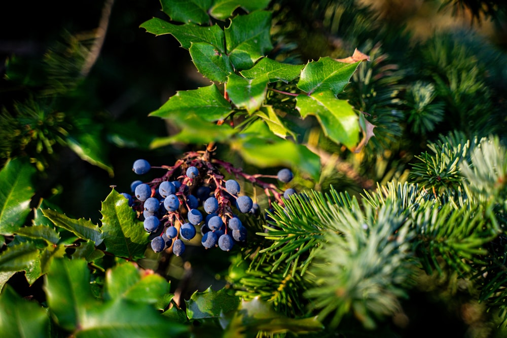 a bunch of berries hanging from a tree