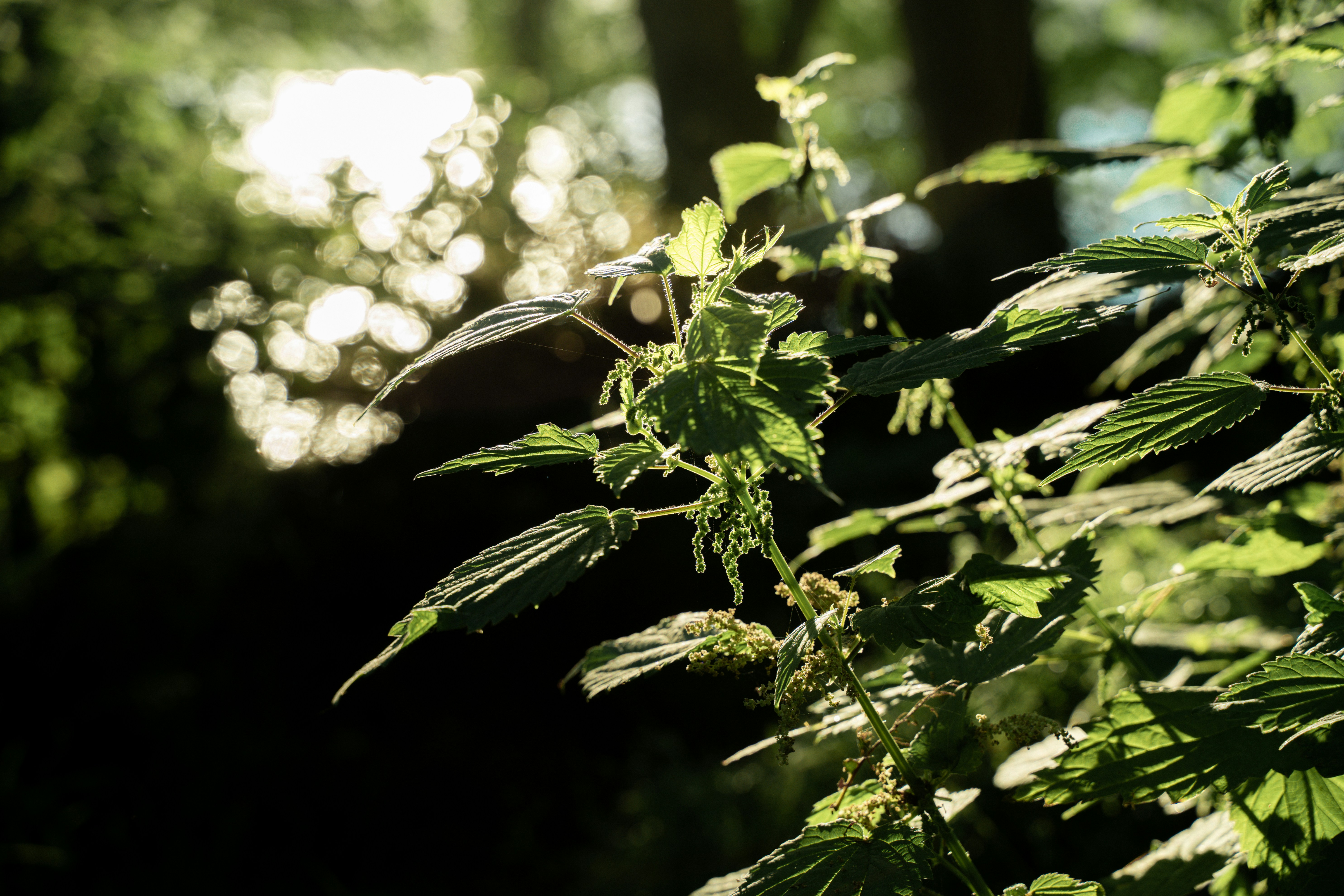 a close up of a leafy plant in a forest