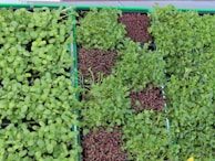 Top view of assorted microgreens trays arranged neatly on a minimalist green background