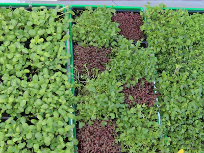 Close-up of vibrant green microgreens growing densely in a wooden tray.