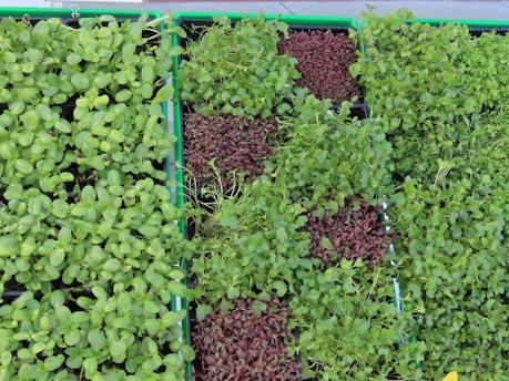 A vibrant assortment of fresh microgreens displayed in a rustic wooden crate.