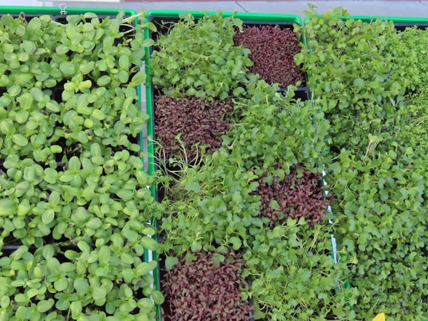A collection of trays filled with various types of microgreens, including leafy greens and some with red-tinted leaves. The trays are neatly organized and display a variety of textures and colors, showcasing young plant sprouts in different stages of growth.