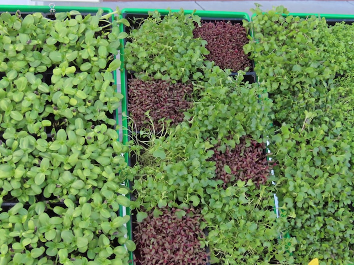 A collection of trays filled with various types of microgreens, including leafy greens and some with red-tinted leaves. The trays are neatly organized and display a variety of textures and colors, showcasing young plant sprouts in different stages of growth.