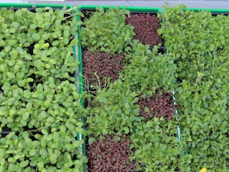 Discover the Benefits of Microgreens with India’s No. 1 Expert