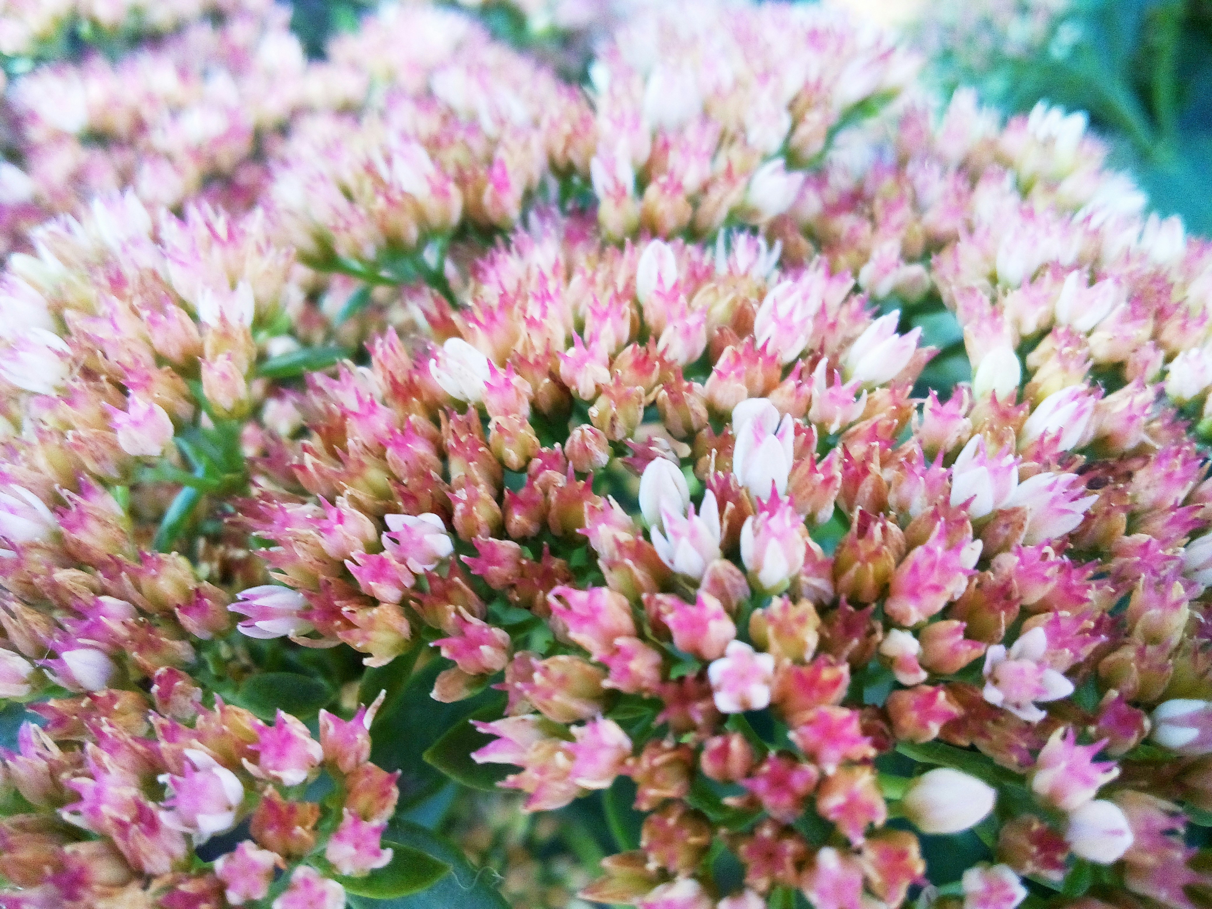 a close up of a bunch of pink flowers