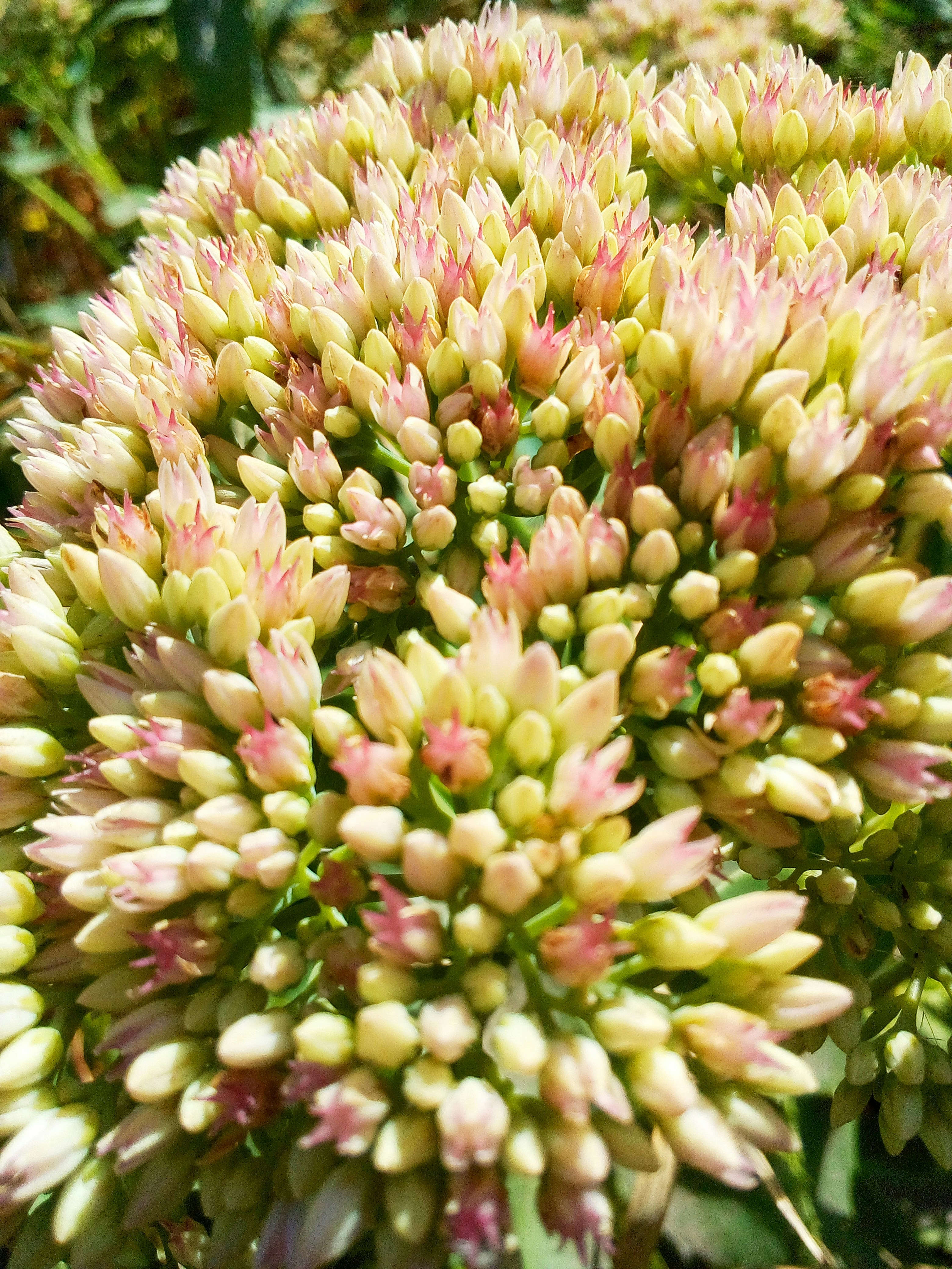 a close up of a bunch of flowers
