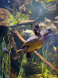 a turtle swimming in a pond full of fish, cuh2o, safe, 