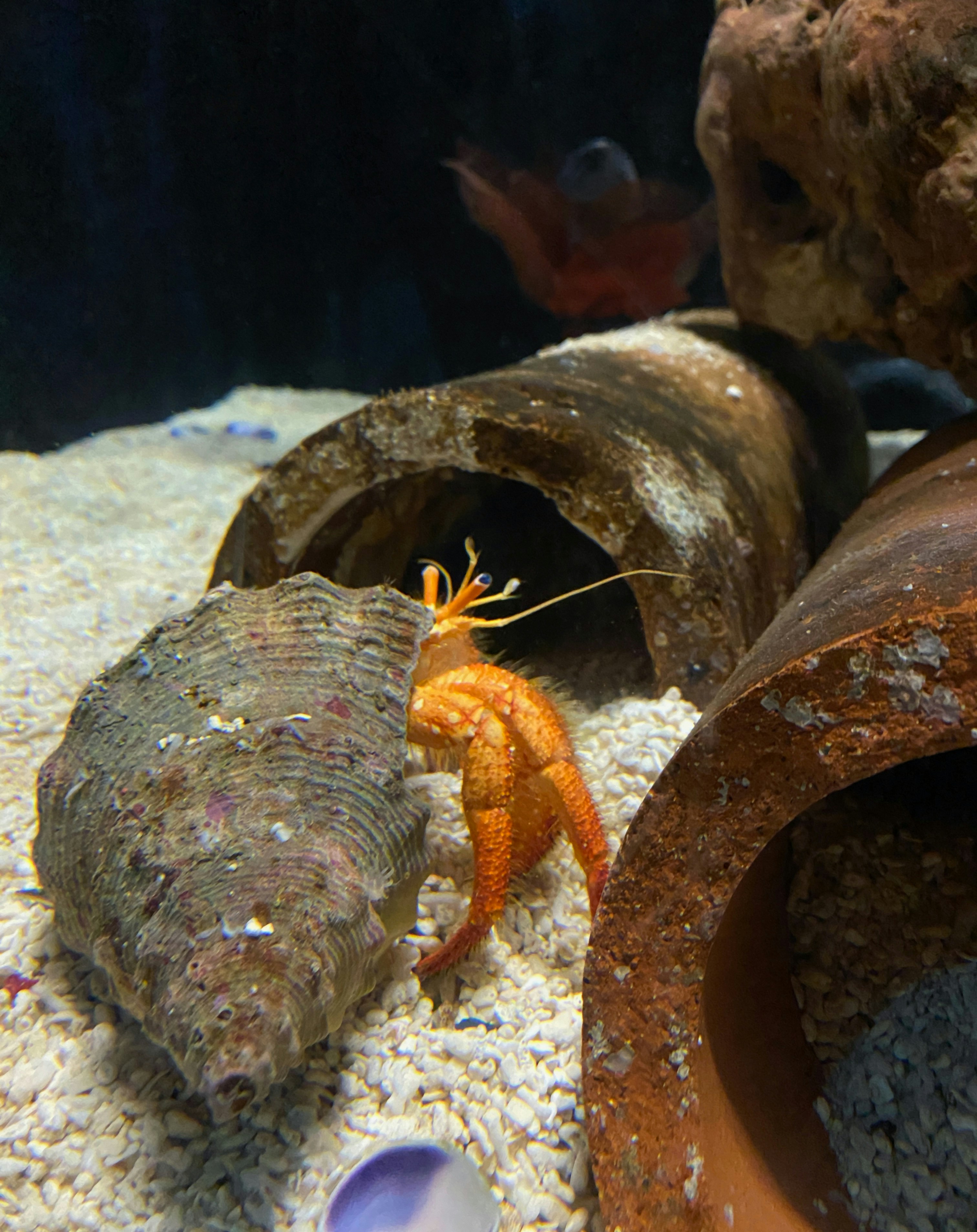 a small orange and yellow lobster in a tank