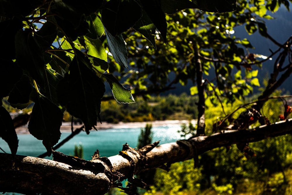 a branch of a tree in front of a body of water