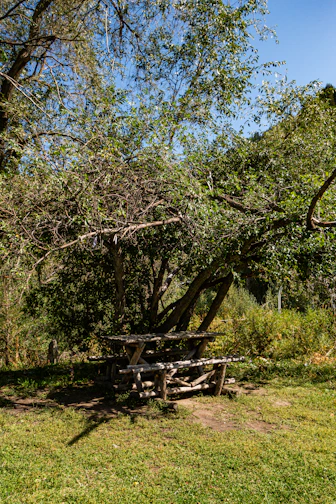 A picnic bench with attached seats under a large oak tree.