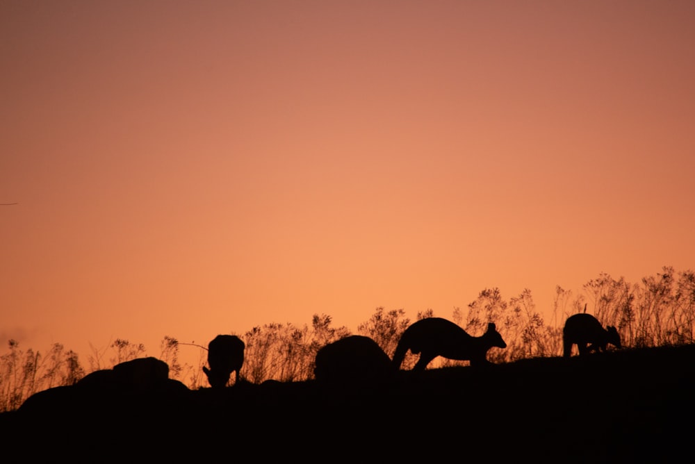 a group of animals that are standing in the grass